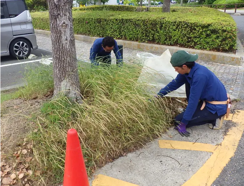 駐車場の草木手入れ